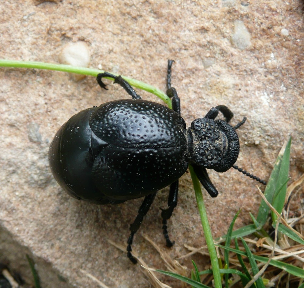 informazioni su Meloe tuccius tuccius